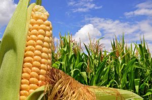 México llegará al Día Nacional del Maíz con una baja producción