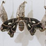 Buscan preservar tradición yaqui con producción de mariposa cuatro espejos