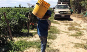 Trabajo infantil afecta a 3.5 millones de menores en México