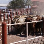 Prevé UGRS reactivar exportación de ganado por Agua Prieta el martes