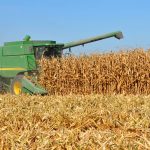 Alta producción de maíz en Estados Unidos complica la rentabilidad agrícola en Sinaloa