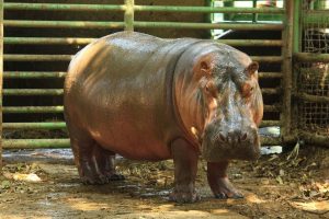 Mu-3re “Motomoto”, hipopótamo de tres años del Zoológico de Culiacán; investigan las causas