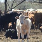 Refuerzan acciones ante casos de gusano barrenador en Tesopaco