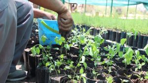 UES impulsará viveros escolares para reforestar Hermosillo