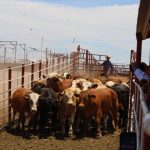 Reanudarán exportación de ganado por Agua Prieta el 20 de octubre