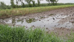 ‘Polo’ arrasó con mil 300 hectáreas de cultivos en Sonora