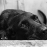 Denuncian presunto m4ltr@t0 s3_xu4l contra canino