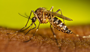 Refuerzan llamado para eliminar criaderos de mosquitos tras las lluvias