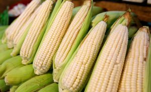 Maíz blanco lidera la producción agrícola de México con 20.4 millones de toneladas