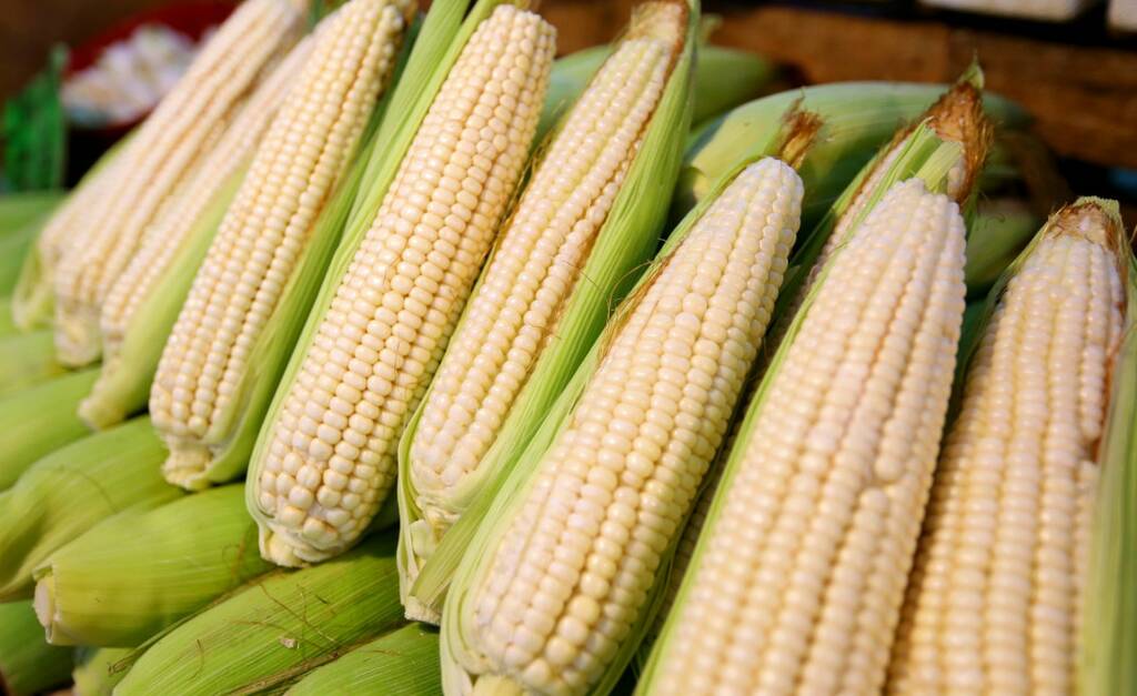 Maíz blanco lidera la producción agrícola de México con 20.4 millones de toneladas