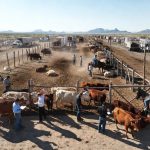 Sonora retoma exportación de ganado a EU