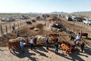 Sonora retoma exportación de ganado a EU